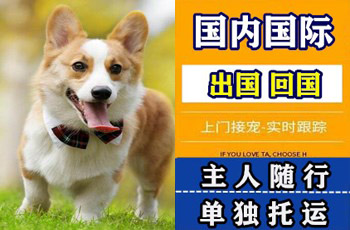 黑河市宠物托运公司黑河市宠物托运公司黑河市宠物托运公司