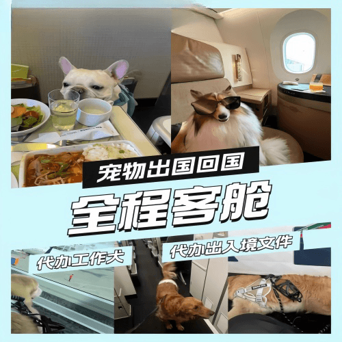黑河市宠物托运到白俄罗斯宠物入境规定和要求